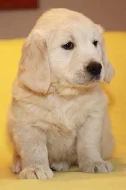 Zlatý retrívr - golden retriever s PP
