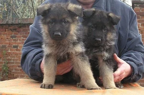 NĚMECKÝ OVČÁK TYP REX