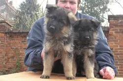 NĚMECKÝ OVČÁK TYP REX