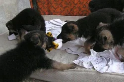 NĚMECKÝ OVČÁK TYP REX