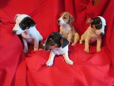 jack russel terier štěnátka