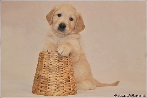 Zlatý retriever - štěňátka s PP