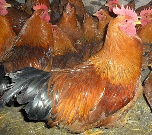 Překrásní kohoutci k oživení Vašeho chovu