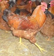 Překrásní kohoutci k oživení Vašeho chovu