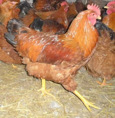 Překrásní kohoutci k oživení Vašeho chovu