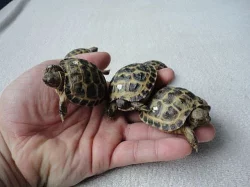 želva zelenavá a želva čtyřprstá (stepní)