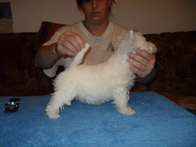 west highland white terrier