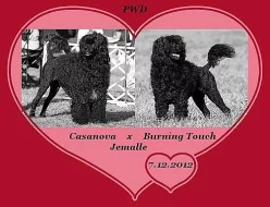Portugalský vodní pes - pes pro alergiky