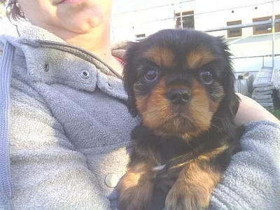 Prodám  Kavalír King charles španěl