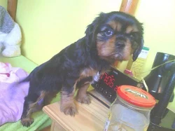 Prodám  Kavalír King charles španěl