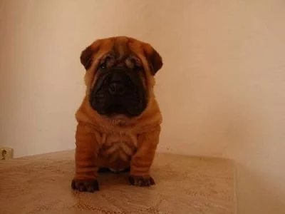 ŠARPEJ, Shar-pei