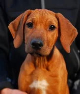 Poslední volná fenka rohdéského ridgebacka