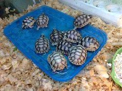 Prodám suchozemské želvičky,ruzné druhy či podruhy