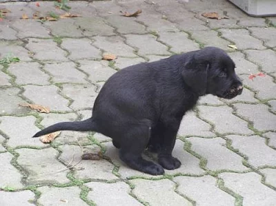 Daruji štěňata labradora