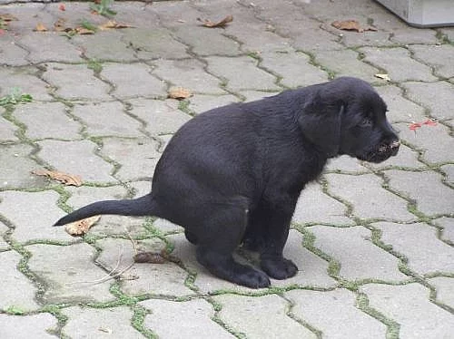 Daruji štěňata labradora
