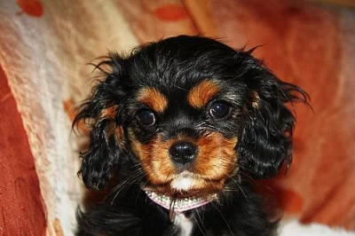 Kavalír King Charles Spaniel s PP