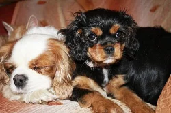 Kavalír King Charles Spaniel s PP