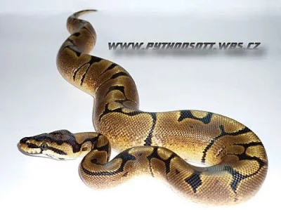PYTHON REGIUS SPIDER  - ODCHOV 8/12