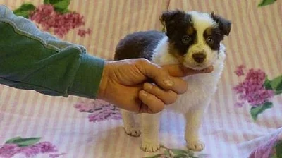 Fenky Border kolie s PP