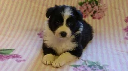 Fenky Border kolie s PP