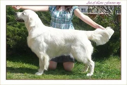 Zlatý retriever - štěňátka s PP
