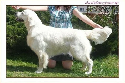 Zlatý retriever - štěňátka s PP