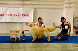 Zlatý retriever - štěňátka s PP
