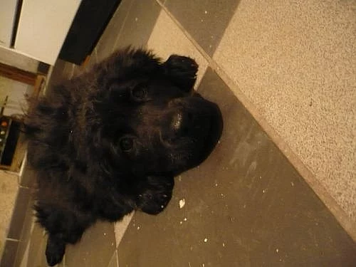 Prodám štěňátka Novofundlandského psa