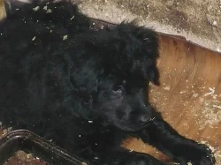 Prodám štěňátka Novofundlandského psa