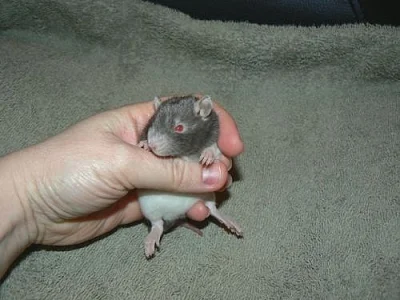 potkánci - dumbo,fuzz,rex,dlouhosrstí,dwarf..