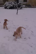 Labradorský retrívr bez PP