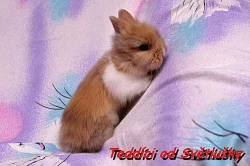 Teddy holčičky k rezervaci