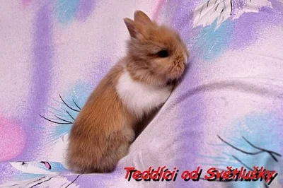 Teddy holčičky k rezervaci