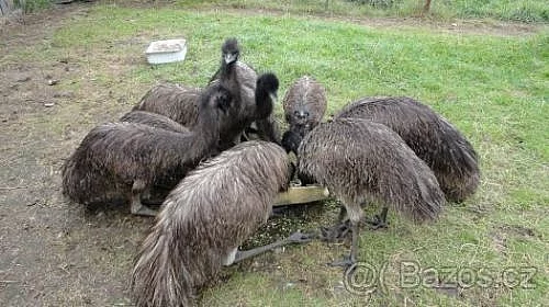 Pštros Emu hnědý