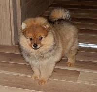 německý špic oranžový
