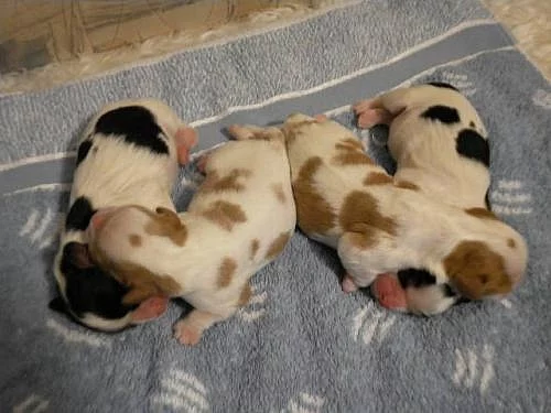 Kavalír King Charles Spaniel štěňata s PP