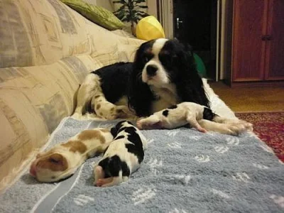 Kavalír King Charles Spaniel štěňata s PP