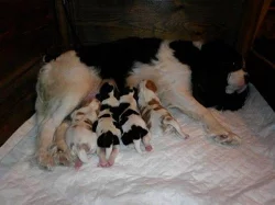 Kavalír King Charles Spaniel štěňata s PP