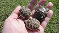 želva zelenavá a želva stepní (odchov 2012)