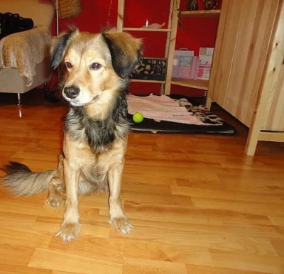 rexík