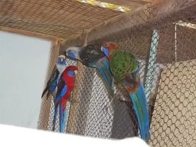 Rozela