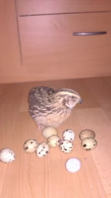 Prodám křepelky ve snůšce