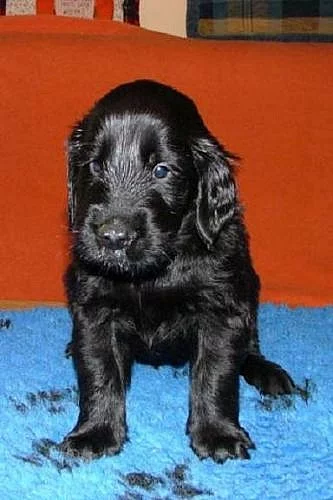 Flat coated retriever-štěňátka s PP