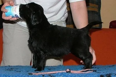 Flat coated retriever-štěňátka s PP