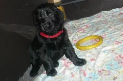 Flat coated retriever-štěňátka s PP