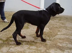Tosa inu-štěňátka s PP