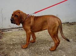 Tosa inu-štěňátka s PP
