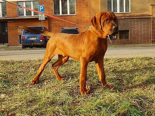 Tosa inu-štěňátka s PP