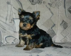 Yorkshire terrier bez PP 