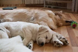ŠTĚŇÁTKA - ZLATÝ RETRIEVER s PP